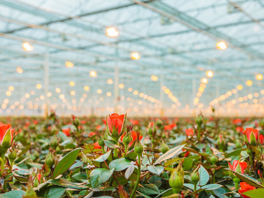 Dünger für Rosen - Dünger für Rosen